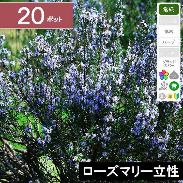 &#x25B6;&nbsp;発送から到着までの日数目安 関東・信越・南東北・中部・東海・関西 それ以外の地域 1日後2日後 商品詳細 タイプ常緑　多年草　ハーブ 属性/学名 シソ科　マンネンロウ属 植栽可能地域南北海道〜九州 植え付け目安 アクセントに単体で植え付けるか、敷き詰めることも可能。 はじめから敷き詰める場合は、20cm間隔（1平方メートルに25ポット） 成長を待つ場合には、30cm間隔（1平方メートルに約9ポット） 特徴代表的なハーブの種類。このローズマリーはいわゆる原種のローズマリーです。料理などで利用することももちろんできます。成長すると低木のような存在感のある大株になります。植木としても洋風の雰囲気を演出してくれる植物です。 鑑賞時期花：3月〜10月　葉：一年を通して葉が美しい 日照条件日向〜半日陰 商品の状態 苗の大きさ： 生き物のため、1年を通して苗の大きさが変わりますが、その時期で成長のよい状態のものをお送りします。 ポットの大きさ： 3号ポット。片手に収まる程度の大きさ。一人で軽々と持てます。 その他： おなじ時期でも個体差によって樹形などは異なりますが同品質のものをお選びしてお送りいたします。 育てやすさ初心者向きで育てやすい 最終樹高 高さ： 1m程度 幅：1m程度 成長の早さ： 普通　徐々に株のボリュームが出て広がる。 植え付けに必要な資材 必須片手で使う小さい穴を掘るスコップ 推奨グリーンロケットの土（優） 育植え付け環境庭植え 鉢植え 育てるポイント 植え付け後は放っておいても問題ない。 丈夫で虫や病気がつきにくい。 水やりは、庭植えの場合、真夏は3日に1回、涼しい時間にたっぷりと与える。それ以外の季節は、基本雨に任せる。鉢植えの場合はほぼ毎日。 湿気に弱いため、大きくなったら、枯れこんだ枝などを元から切り落として、風通りを良くするようにします。 配送料 【※配送業者の都合や、その他やむを得ない理由により配送が連絡無しに遅れる場合がございます。 植え付けの日が1日しかとれない場合などは、植え付けをする前日の希望指定をするなど余裕を持った配送指定をお願いいたします。 最大梱包数 同梱包不可 ローズマリーの育て方 植え付け環境風通しのと水はけの良い、肥沃な土壌に植えるようにします。とはいえ、土質はさほど気にしません。 培養土は、こだわりのポット苗専用土「グリーンロケットの土　優」がおすすめです。日当たりの良い環境のほうが葉の艶が良くなります。 肥料なくても良い。生育に合わせて緩効性の有機肥料（油粕など）を与えます。 植え付け時期一年を通して可能。寒冷地で土が凍るような時期は避けたほうが良い。 害虫・消毒など病害虫はほとんどつきません。初心者の方でも簡単に育てることができます。 剪定方法 病害虫は特につきません。 株が大きくなるにつれて枝が込み合い、葉が枯れこむことがあります。定期的に中の枝を間引いて風通しを良くしてあげましょう。 大きくなりすぎたら、葉の付いた部分を10cm程度残して、大きく切り詰めつ事もできます。 その他のローズマリーはこちら＞＞