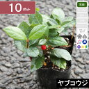 【10ポット】ヤブコウジ 高さ10cm程度 ポット苗直径9cm(4)