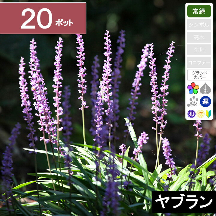 【20ポット】ヤブラン　高さ10〜15cm程度　ポット直径10.5cm