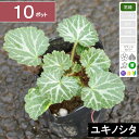 【10ポット】ユキノシタ　幅10cm〜15cm程度　ポット直径9cm