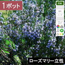 【1ポット】ローズマリー立性 苗 高さ10cm程度~ ポット直径9cm