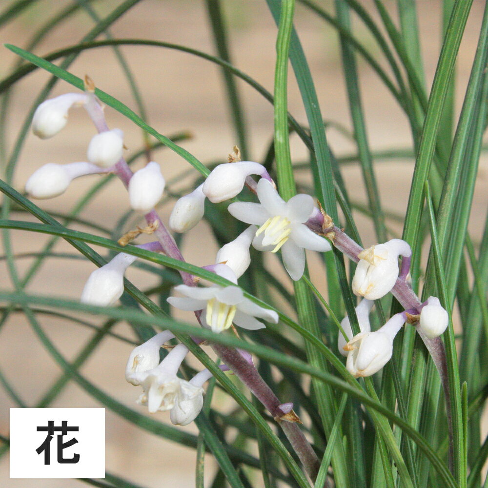 紫色の上品な花が特徴 ヤブランの花言葉をご紹介 名前の由来や開花時期も解説 暮らし の