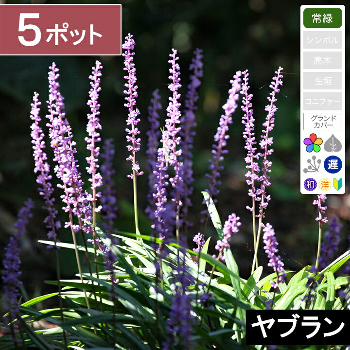 &#x25B6;&nbsp;発送から到着までの日数目安 関東・信越・南東北・中部・東海・関西 それ以外の地域 1日後2日後 商品詳細 タイプ常緑　多年草 属性/学名 ユリ科ヤブラン属 植栽可能地域南北海道〜九州 植え付け目安 アクセントに単体で植え付けるか、敷き詰めることも可能。 はじめから敷き詰める場合は、20cm間隔（1平方メートルに25ポット） 成長を待つ場合には、30cm間隔（1平方メートルに約9ポット） 特徴緑色の葉と紫色の花のコントラストが美しい植物です。自然の風合いがとても素敵で、里山のお庭にもピッタリの雰囲気を醸します。大株になると、多数の花穂をつけ見ごたえが出ます。 鑑賞時期花：5月〜9月頃 日照条件日向〜半日向 商品の状態 苗の大きさ： 生き物のため、1年を通して苗の大きさが変わりますが、その時期で成長のよい状態のものをお送りします。 ポットの大きさ： 3.5号ポット。片手に収まる程度の大きさ。一人で軽々と持てます。 その他： おなじ時期でも個体差によって樹形などは異なりますが同品質のものをお選びしてお送りいたします。 育てやすさ初心者向きで育てやすい 最終樹高 高さ： 1m程度 幅：1m程度 成長の早さ： 遅い（年/10cm程度） 植え付けに必要な資材 必須片手で使う小さい穴を掘るスコップ 推奨グリーンロケットの土（優） 育植え付け環境庭植え 鉢植え 育てるポイント 植え付け後は放っておいても問題ない。 丈夫で虫や病気がつきにくい。 水やりは、庭植えの場合、真夏は3日に1回、涼しい時間にたっぷりと与える。それ以外の季節は、基本雨に任せる。鉢植えの場合はほぼ毎日。 手間がほとんどかからない 配送料 【※配送業者の都合や、その他やむを得ない理由により配送が連絡無しに遅れる場合がございます。 植え付けの日が1日しかとれない場合などは、植え付けをする前日の希望指定をするなど余裕を持った配送指定をお願いいたします。 最大梱包数 最大梱包数　20ポット 他の商品と同梱包できます。 対象商品は下記のリンクからどうぞ！ 【同梱包可能数】 7.5cmポット：17ポットまで 9cmポット：12ポットまで 10.5cmポット：10ポットまで 12cmポット：7ポットまで 15cmポット：5ポットまで ※下記のリンク以外の商品は、同梱包になりません。ご注意ください。 同梱包対象商品 ヤブランの育て方 植え付け環境水はけのよい肥沃な土壌が望ましいですが、丈夫ですので比較的どんな環境でも育ちます。培養土は、こだわりのポット苗専用土「グリーンロケットの土　優」がおすすめです。日当たりの良い環境のほうが葉の艶が良くなります。 肥料 なくても良い。 植え付け時期一年を通して可能。寒冷地で土が凍るような時期は避けたほうが良い。 害虫・消毒など病害虫はほとんどつきません。初心者の方でも簡単に育てることができます。 剪定方法 新芽の伸びる3月頃に古い葉を根元から切って更新すると1年を通して美しい葉を楽しめます。 病害虫は特につきません。 その他のヤブランはこちら＞＞