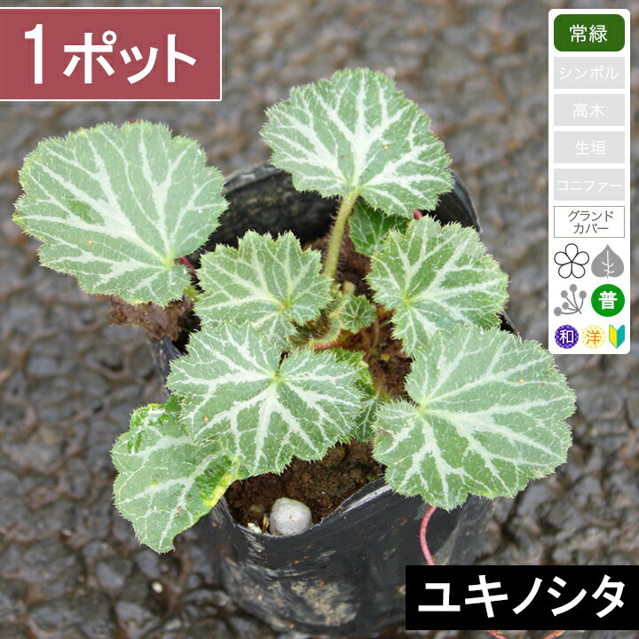 ユキノシタの育て方 植物ノート