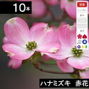 【10本】 ハナミズキ苗木 赤花 高さ40cm〜70cm程度