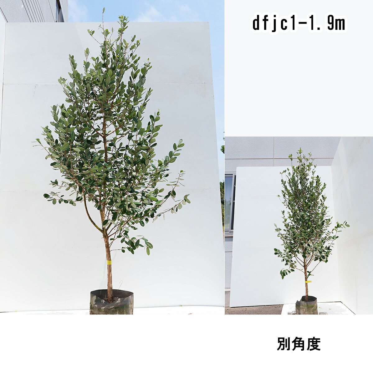 楽天市場】フェイジョア株立ちの通販