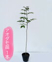 アオダモ 苗木 高さ30cm〜50cm程度 ※枯れ保証なし