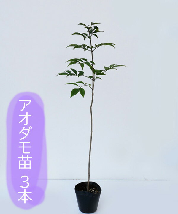 楽天市場】アオダモ 株 立ち 3m（植木｜ガーデニング・農業）：花