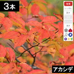 【3本】　アカシデ苗木　高さ0.5m程度