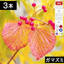 【3本】 ガマズミ苗木 高さ40cm〜60cm程度