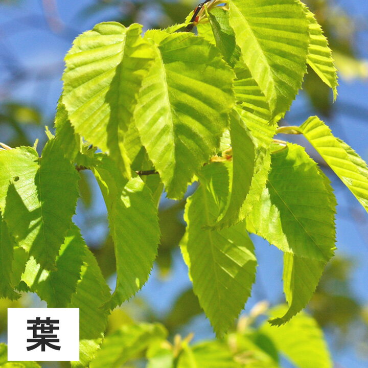 【5本】　イヌシデ苗木　高さ30cm〜50cm程度
