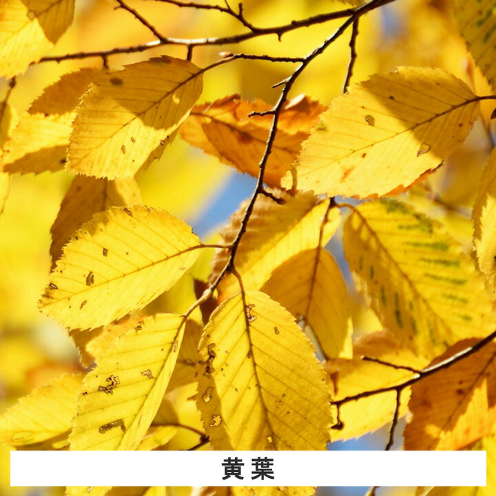 【5本】　イヌシデ苗木　高さ30cm〜50cm程度