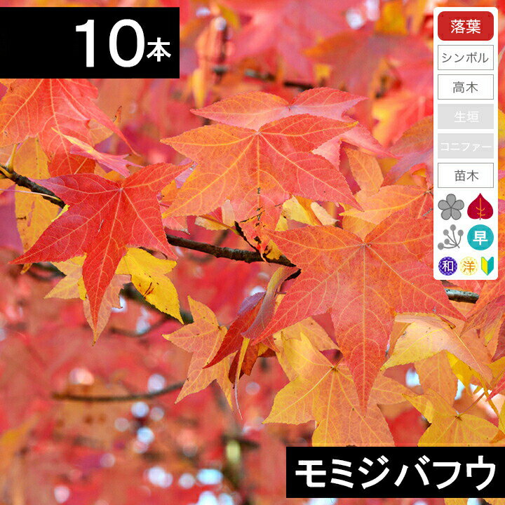 【10本】　モミジバフウ苗木　高さ30cm程度