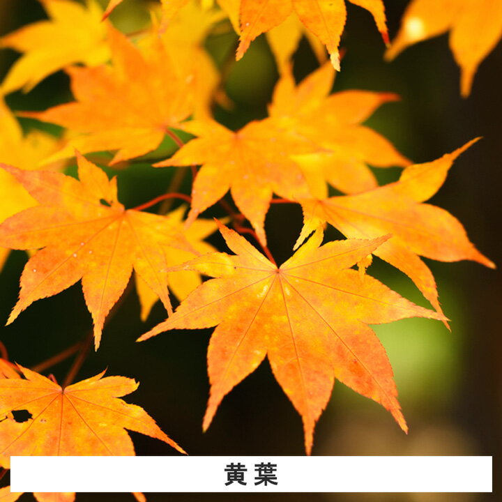 【1本】オオモミジ苗木 高さ0.3〜0.5m程度の紹介画像3