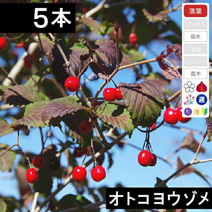 【5本】オトコヨウゾメ　苗木　高さ30〜50cm程度