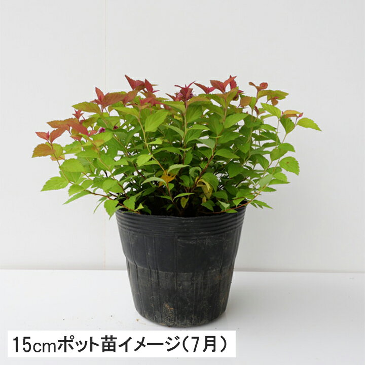 1�� / ����ĥ��֥ޥ��å������ڥåȡ�13.5��15cm�ݥå� �⤵15��20cm����