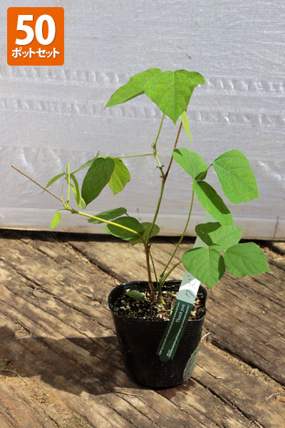 【50ポットセット】【送料無料】「クズ（葛）」　ポット直径10.5cm