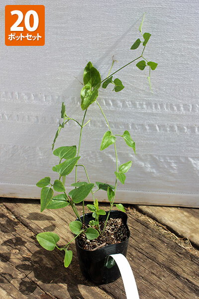 【20ポットセット】【送料無料】「センニンソウ（仙人草）」　ポット直径10.5cmのサムネイル