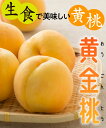 【桃苗木】【2年生苗】黄金桃 高さ70cm〜1.0m