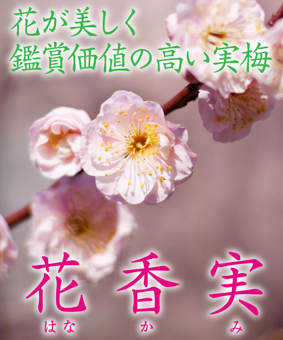 【梅苗木】【2年生苗】花香実（はなかみ） 高さ0.5m程度〜