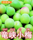 【梅苗木】【2年生苗】竜峡小梅 高さ70cm〜1.0m