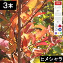 【3本】ヒメシャラ 苗木 高さ30cm程度