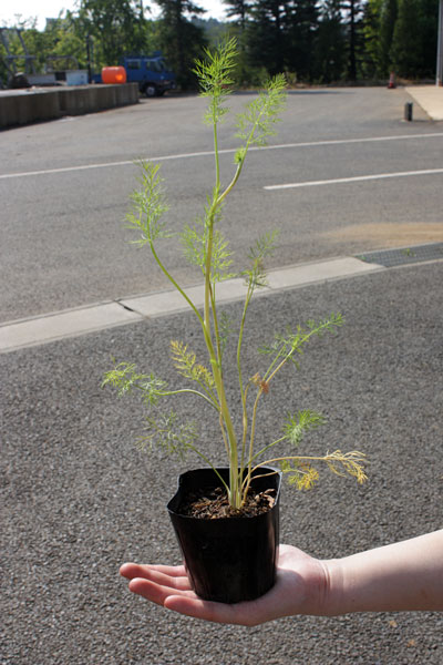 �ǥ��롡�ݥå�ľ��9cm����4�ݥåȥ��åȡ�