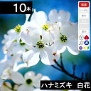 【10本】 ハナミズキ苗木 白花 高さ40cm〜70cm程度