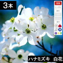 【3本】 ハナミズキ苗木 白花 高さ40cm~70cm程度