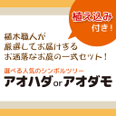 選べる人気のシンボルツリーセットアオハダorアオダモ