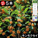 ◆送料無料◆【5本】 キンモクセイ(金木犀)高さ60cm〜1.0m程度