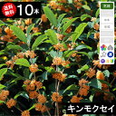 ◆送料無料◆【10本】 キンモクセイ(金木犀)高さ60cm〜1.0m程度