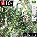 ◆新品種◆送料無料◆【10本】 ラカンマキ樹高50cm〜70cm