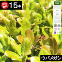 ◆送料無料◆【15本】 ウバメガシ(馬目樫) 樹高70cm〜1.0m◆枯れ保証付き