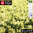 ◆送料無料◆【10本】 キンメツゲ(金目黄楊)樹高20cm〜50cm