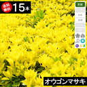 ◆送料無料◆【15本】 オウゴンマサキ 樹高20cm〜30cm