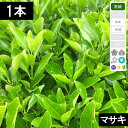 マサキ 樹高50cm程度