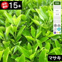 ◆送料無料◆【15本】マサキ 樹高50cm程度