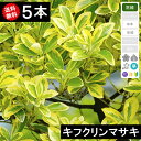 【送料無料】【5本】【生垣用】キフクリンマサキ 樹高0.5〜1.0m
