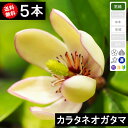 ◆送料無料◆【5本】 カラタネオガタマ 樹高50cm〜80cm