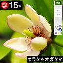 ◆送料無料◆【15本】 カラタネオガタマ 樹高50cm〜80cm
