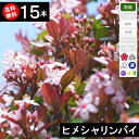 ◆送料無料◆【15本】 ヒメシャリンバイ 樹高50cm〜80cm