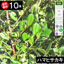 【送料無料】【10本】【生垣用】ハマヒサカキ（浜姫榊）　樹高80cm