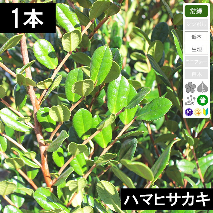 【1本】ハマヒサカキ（浜姫榊）　樹高80cm