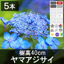 ◆【5本】 ヤマアジサイ 樹高20cm〜40cm程度