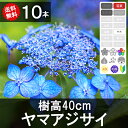 ◆送料無料◆【10本】 ヤマアジサイ 樹高20cm〜40cm程度