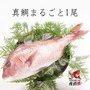 真鯛まるごと1尾 活き〆 約1kg ギフト お祝い 海鮮 産地直送 深川水産 寿 地鎮祭