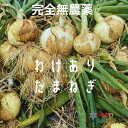 ＼新物出荷開始／無農薬 訳あり玉ねぎ10kg 送料別 完全無農薬 こだわり農法 新たまねぎ オーガニック栽培 サラたま サイズ無選別 玉ねぎ たまねぎ タマネギ