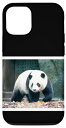iPhone 15 Pro パンダ《歩く姿》写真 ジャイアントパンダリアルフォト動物園 ゆるくて かわいい スマホケース
