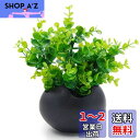 TOSSOW 植木鉢 陶器鉢 卵形 多肉植物 サボテン鉢 ハーブ プランター容器 おしゃれ プレゼント ミニ ブラック